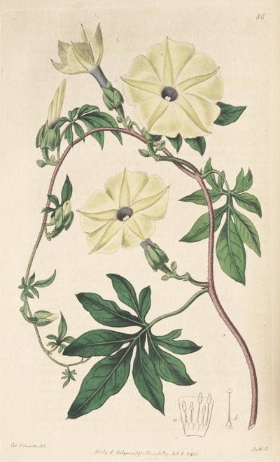 Ipomoea tuberculata da Unbekannt Unbekannt